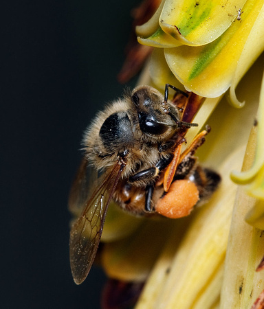 Bee on Aloe Vera flower