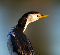 Little Pied Cormorant, Tygum Lagoon