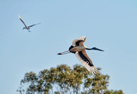 Black-necked Stork (Jabiru)