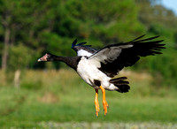 Magpie Goose Landing, Tygum Lagoon