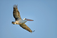 Aistralian Pelican in flight, Tygum Park