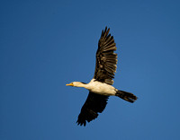 Little Pied Cormorant in flight, tygum Park