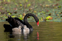 Black Swan with cygnets, Tygum Park