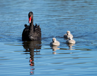 Black Swan with cygnets, Tygum Park