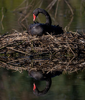 Blaxkc Swan on nest, Eagleby Wetlands