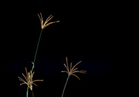 Backlit grass seeds, Eableby Wetlands