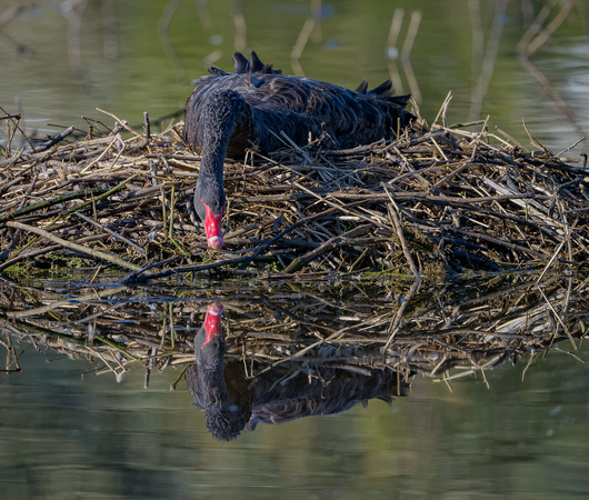 Blaxkc Swan on nest, Eagleby Wetlands