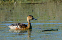 Wandering Whistling Ducks, Egleby Wetlands