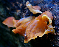 Galatinous Fungi