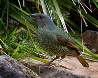 Satin Bower Bird, Female