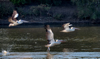 Australian Pelicans Taking Flight, Eagleby