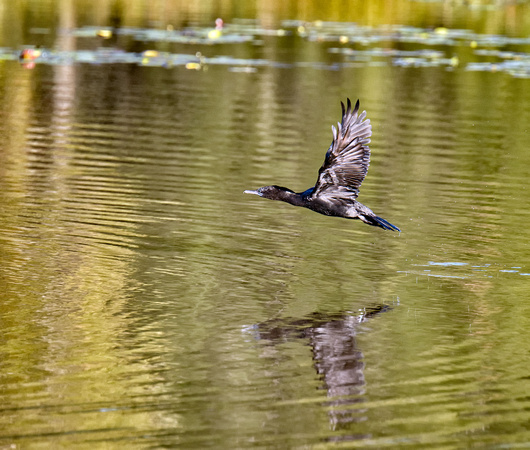 Little Black Cormorant, Tygum Park