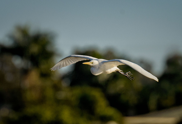 Egret, Tygum Park