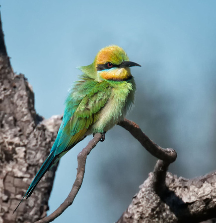 Rainbow Bee-eater, Bundjalung National Park