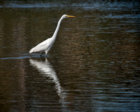 Great Egret, Eagleby