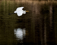 Great Egret, Eagleby