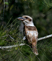 Kookaburra, Eagleby