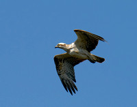 Osprey, Eagleby