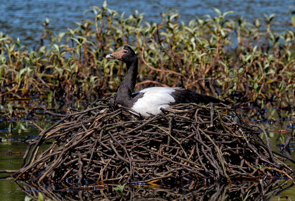 Magpie Goose on Nest, Eagleby