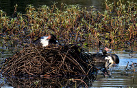 Magpie Geese Nesting, Eagleby