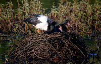 Magpie Geese Nesting, Eagleby