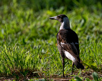 Australian Magpie, Eagleby