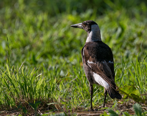 Australian Magpie, Eagleby