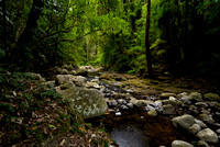 West Canungra Creek, Lamington National Park