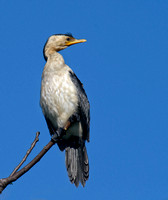 Little Pied Cormorant, Eagleby Wetlands