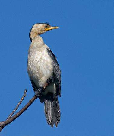 Little Pied Cormorant, Eagleby Wetlands