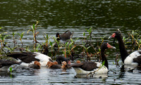 Magpie Geese and Goslings