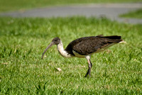 Straw-necked ibis, Eagleby