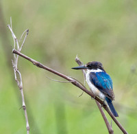 Forest Kingfisher, Eagleby