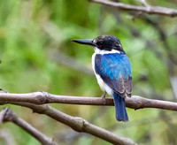 Forest Kingfisher, Eagleby