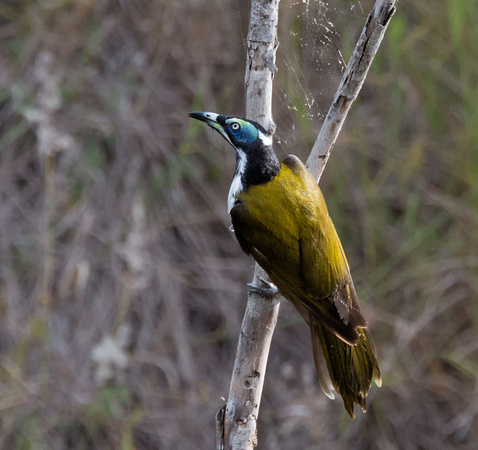 Blue-faced Honeyeater, Cania Gorge