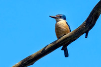 Sacred Kingfisher, Eagleby