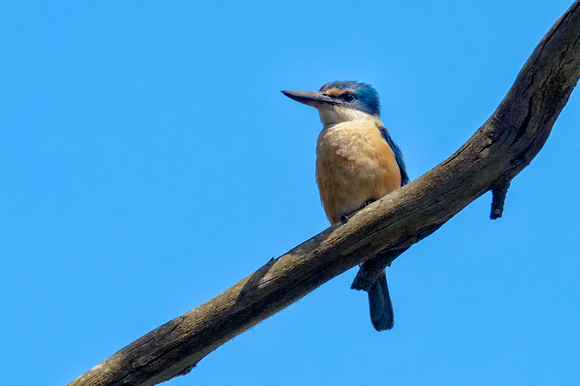 Sacred Kingfisher, Eagleby