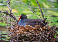 Dusky Moorhen on Nest