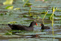 Dusky Moorhen and Chick