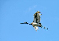 Black-necked Stork, Eagleby