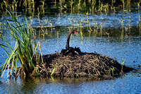 Black Swan at Nest, Eagleby