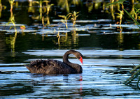 Black Swan, Eagleby