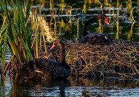 Black Swan at Nest, Eagleby
