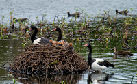 Magpie Geese with goslings at nest