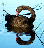 Black Swan, Eagleby