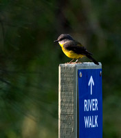 Eastern Yellow Robin, Eagleby Wetlands