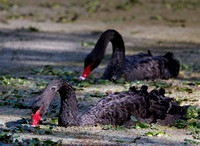 Black Swans, Eagleby