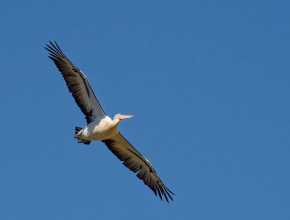 Australian Pelican Soaring, Eagleby Wetland