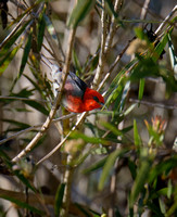 Scarlet Honeyeater, Eagleby