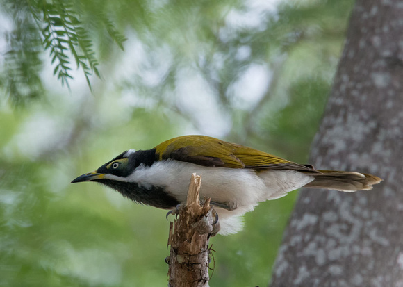 Immature Blue-faced Honeyeater, Cania Gorge